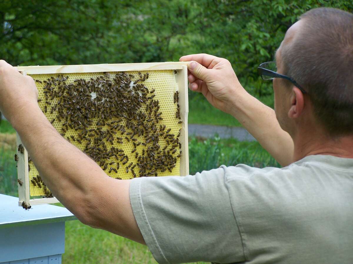 Careful inspection of a honeycomb Careful inspection of a honeycomb