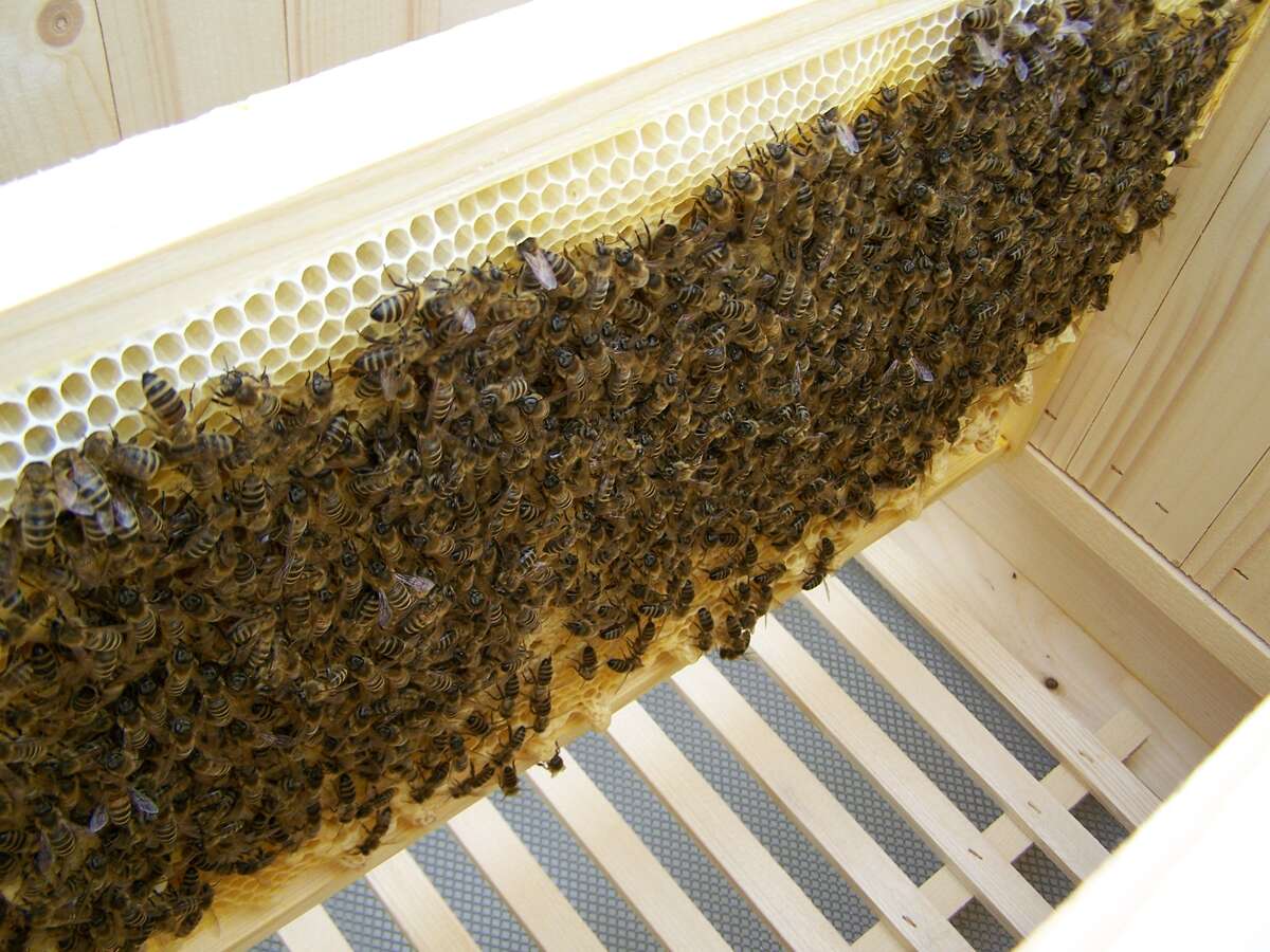 Brand new beehive Brand new beehive