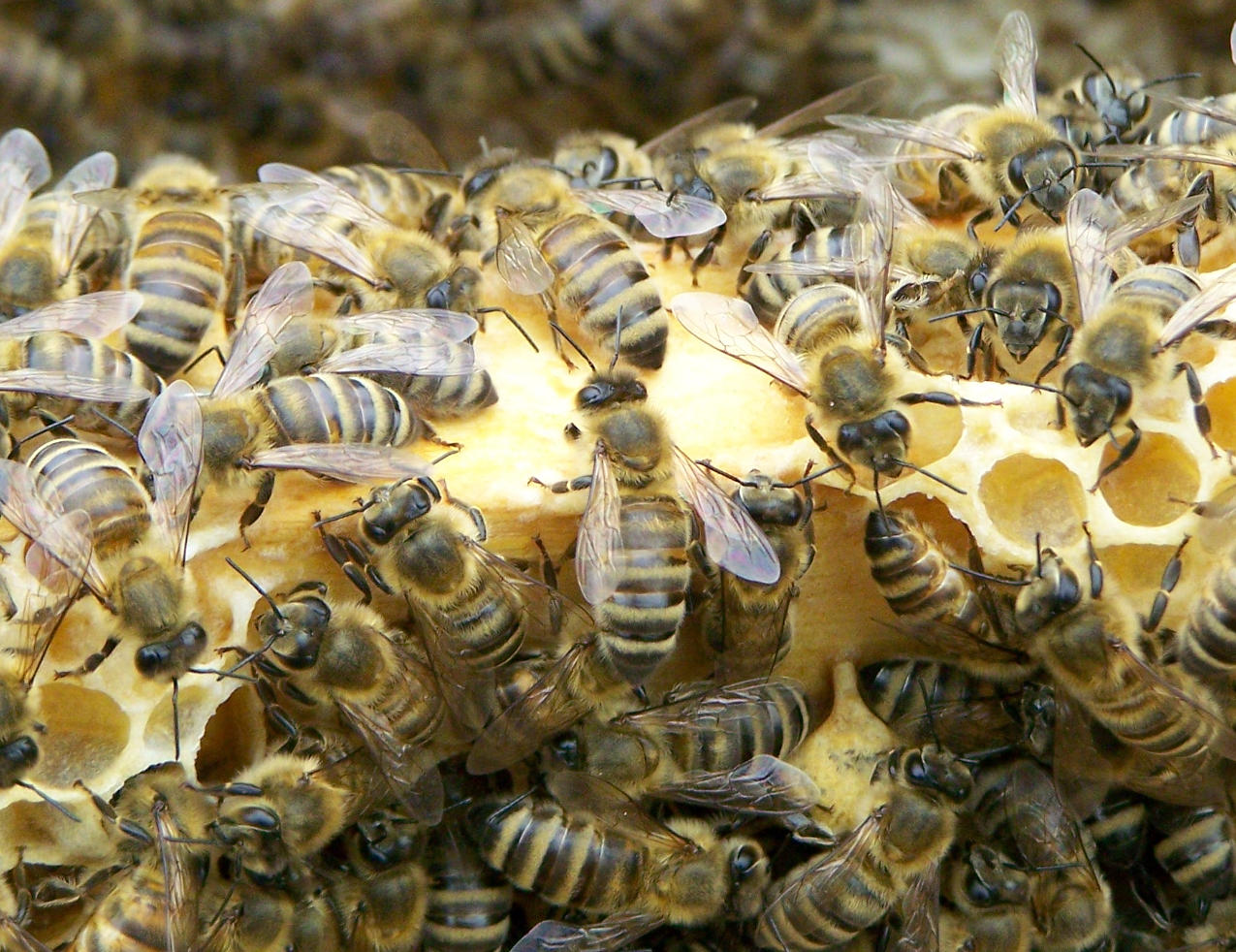 Close up view on bees Close up view on bees