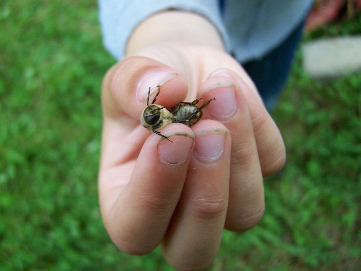 Harmless drone in a small hand of a niece helping with bee hive inspection Drone