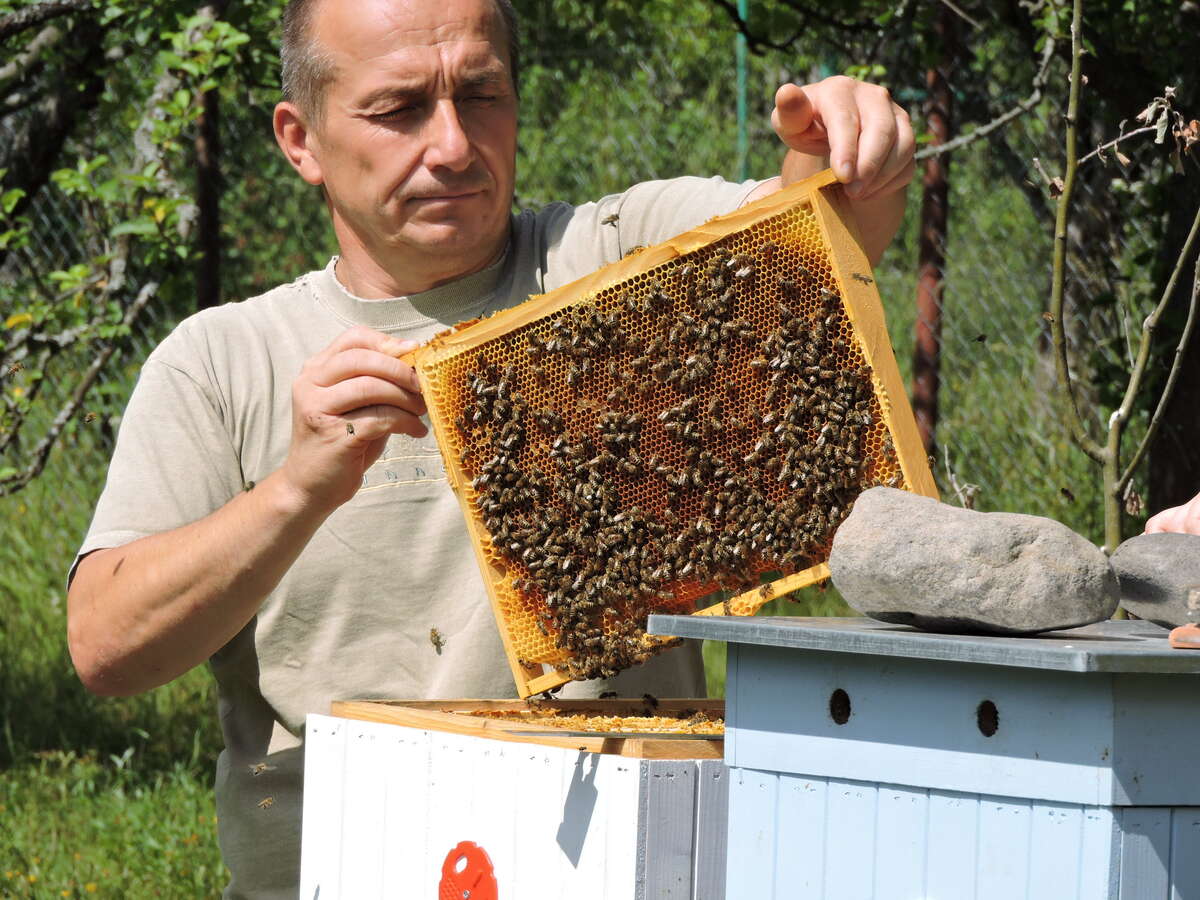 Transport of honeycomb frames closer to the extractor Transport of honeycomb frames closer to the extractor