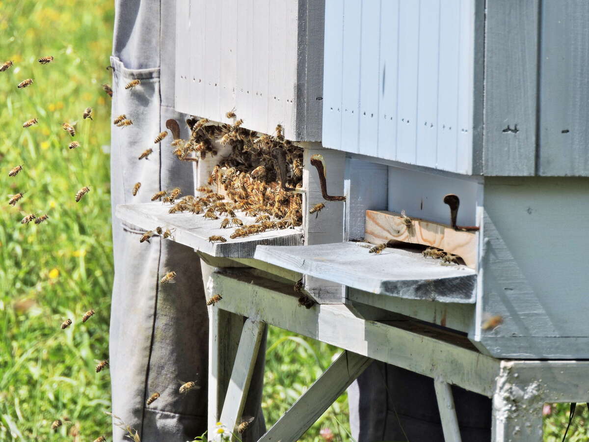 Busy worker bees returning back to hive Busy worker bees returning back to hive