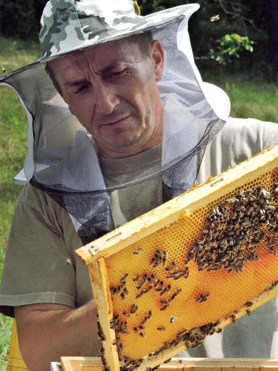 Careful inspection of a honeycomb Careful inspection of a honeycomb