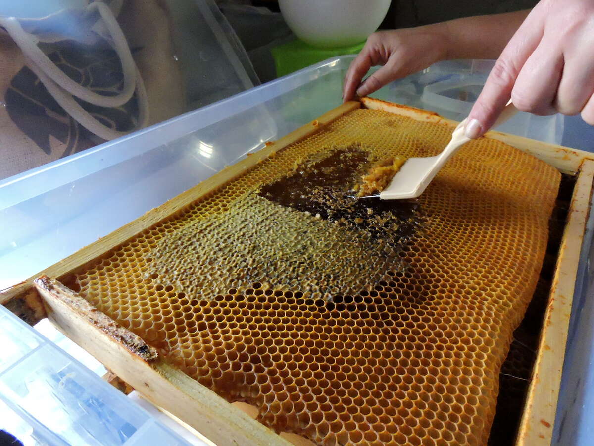 Removing the wax caps from honeycomb frames, exposing the honey for extraction. Removing the wax caps from honeycomb frames, exposing the honey for extraction.
