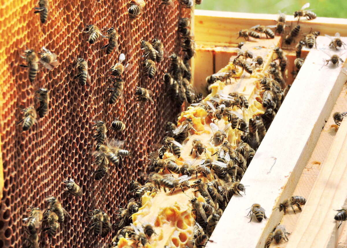 Busy bees inside a beehive Busy bees inside a beehive