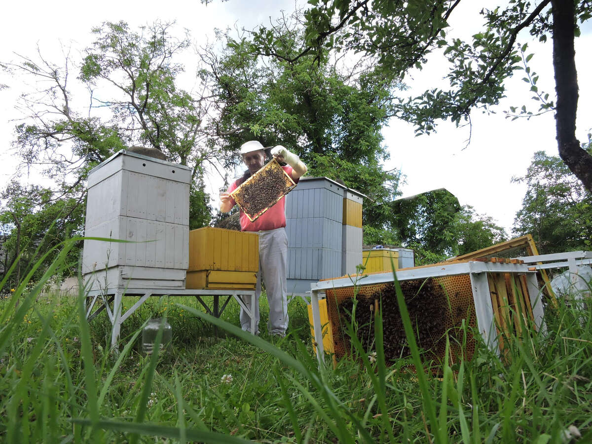 Iconic wide angle view of beekeeper working Iconic wide angle view of beekeeper working