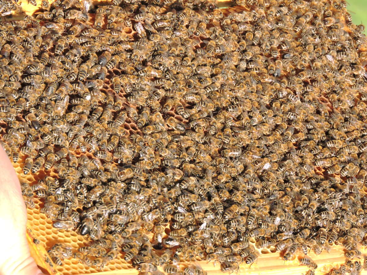 Honeycomb full of worker bees Honeycomb