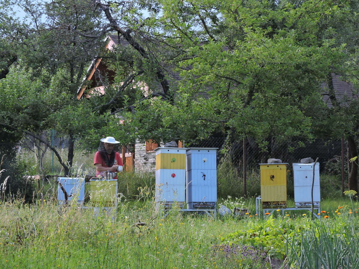 Precious moments spent with bees Precious moments spent with bees